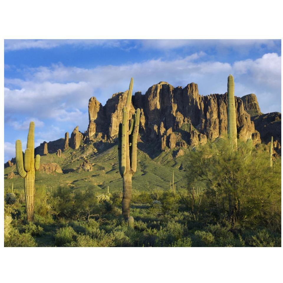 Saguaro cacti and Superstition Mountains at Lost Dutchman State Park, Arizona-Paper Art-34&quotx26"