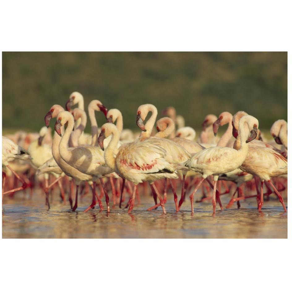 Lesser Flamingo group parading in a mass courtship dance, Lake Bogoria, Kenya-Paper Art-26&quotx18"