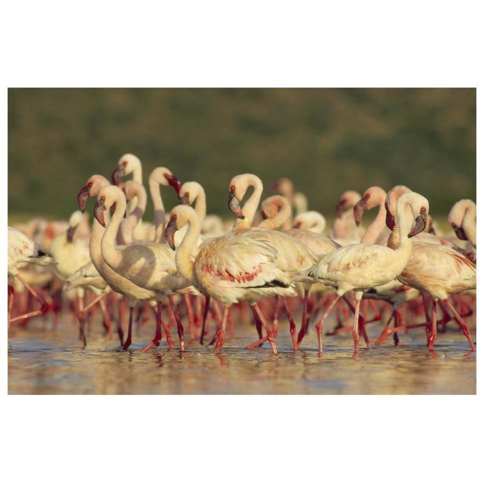 Lesser Flamingo group parading in a mass courtship dance, Lake Bogoria, Kenya-Paper Art-32&quotx22"