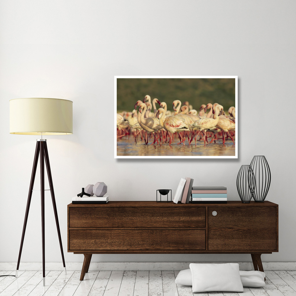 Lesser Flamingo group parading in a mass courtship dance, Lake Bogoria, Kenya-Paper Art-50&quotx34"