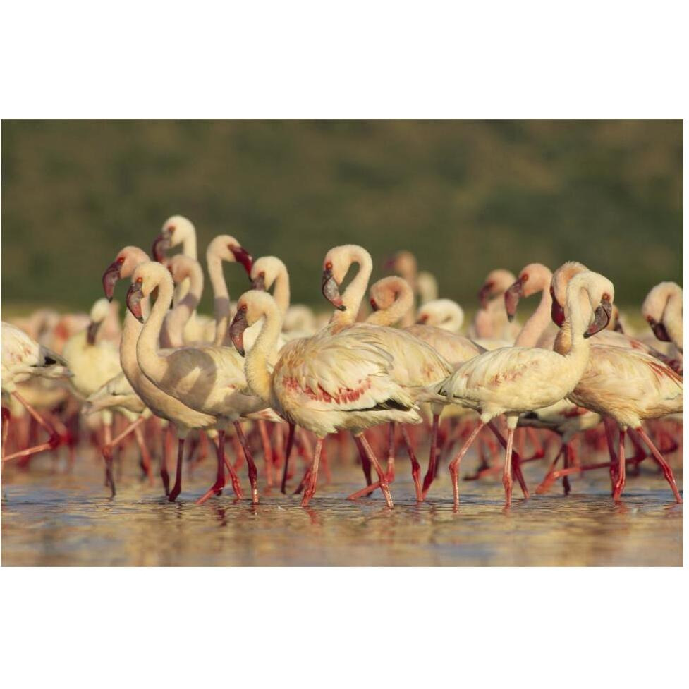 Lesser Flamingo group parading in a mass courtship dance, Lake Bogoria, Kenya-Paper Art-62&quotx42"