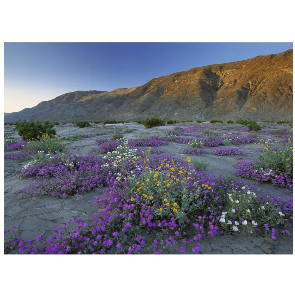 Sand Verbena and Desert Sunflowers Anza-Borrego Desert State Park, California-Paper Art-18&quotx14"