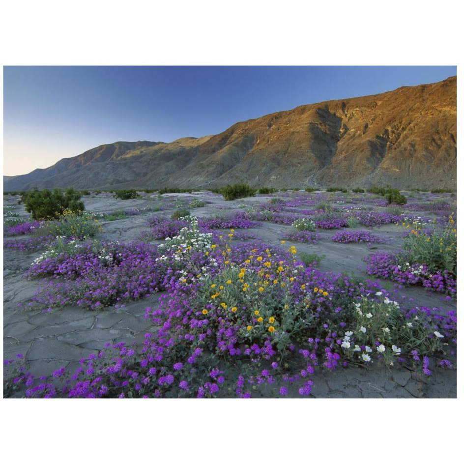 Sand Verbena and Desert Sunflowers Anza-Borrego Desert State Park, California-Paper Art-26&quotx20"