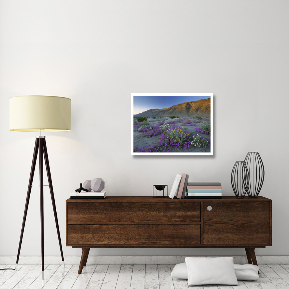 Sand Verbena and Desert Sunflowers Anza-Borrego Desert State Park, California-Paper Art-34&quotx26"