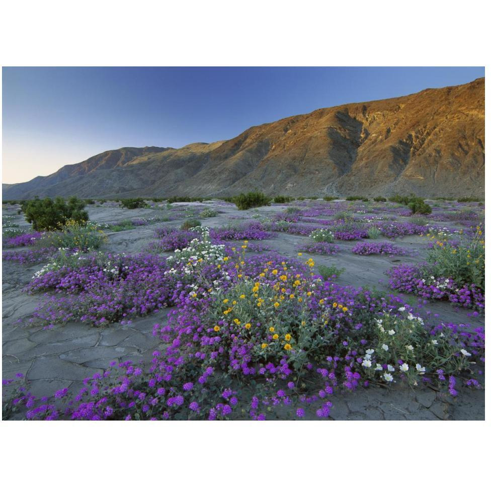 Sand Verbena and Desert Sunflowers Anza-Borrego Desert State Park, California-Paper Art-50&quotx38"