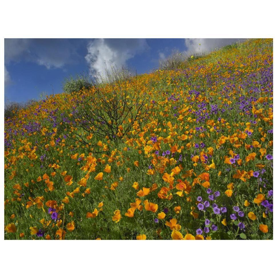 California Poppy and Desert Bluebells carpeting a spring hillside, California-Paper Art-34&quotx26"