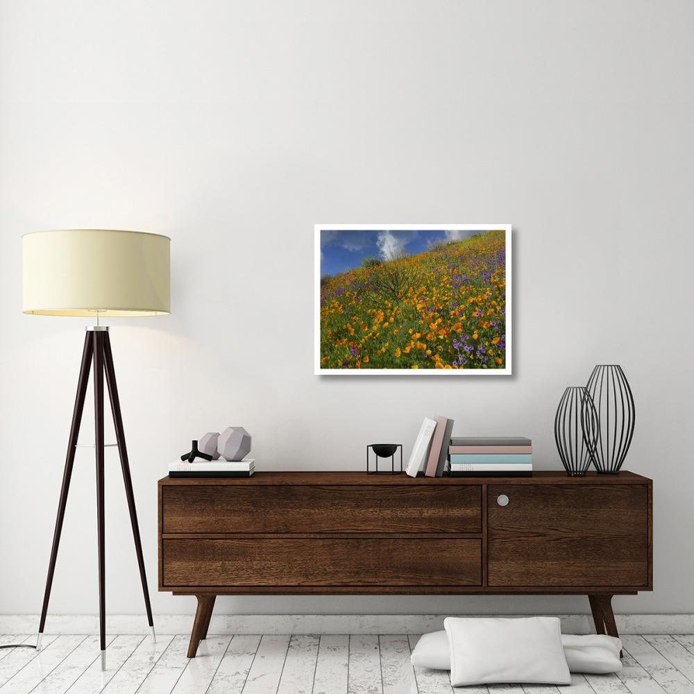California Poppy and Desert Bluebells carpeting a spring hillside, California-Paper Art-34&quotx26"