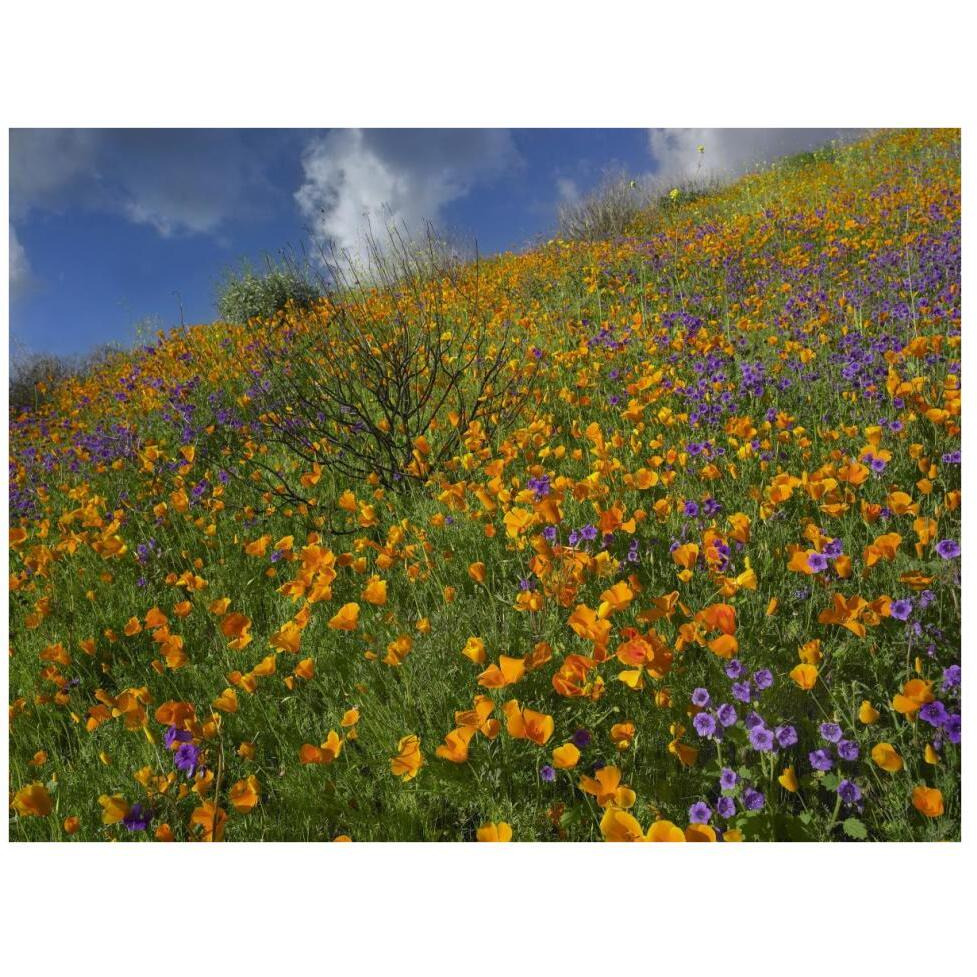 California Poppy and Desert Bluebells carpeting a spring hillside, California-Paper Art-42&quotx32"