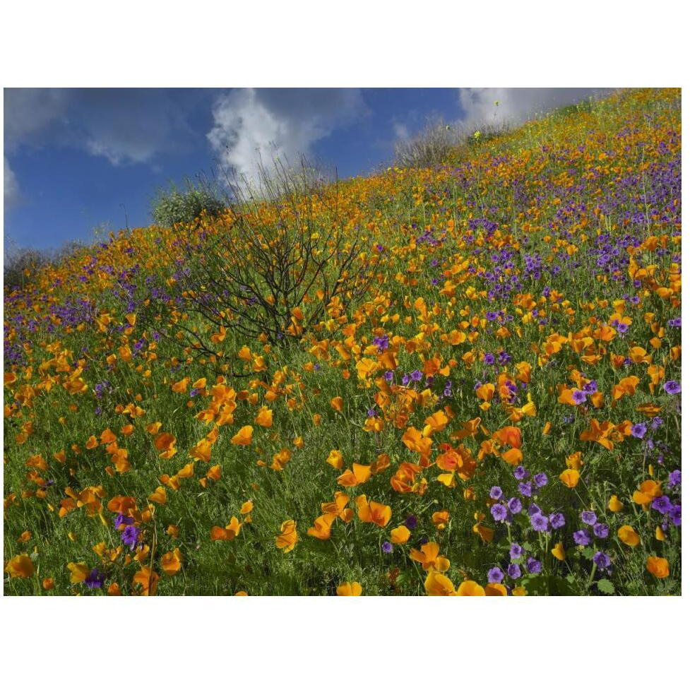 California Poppy and Desert Bluebells carpeting a spring hillside, California-Paper Art-50&quotx38"