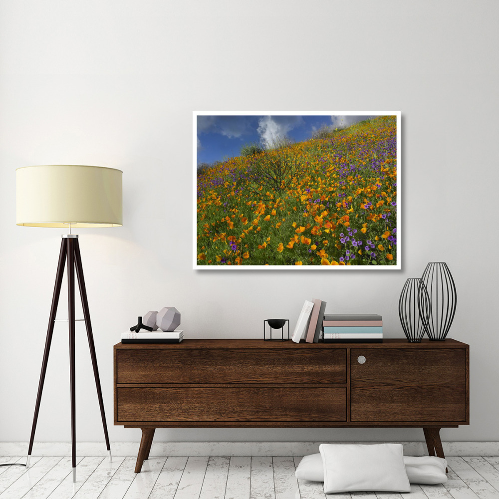 California Poppy and Desert Bluebells carpeting a spring hillside, California-Paper Art-50&quotx38"