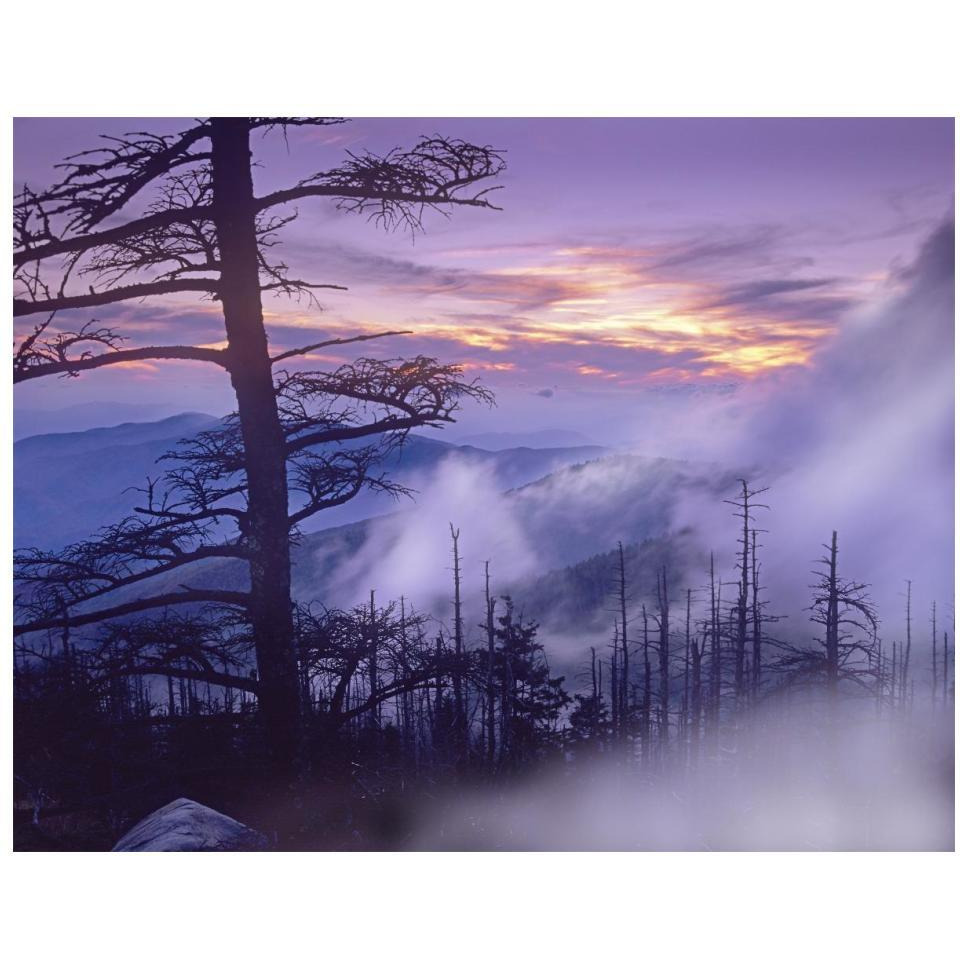 Rolling fog on Clingman's Dome, Great Smoky Mountains National Park, Tennessee-Paper Art-18&quotx14"