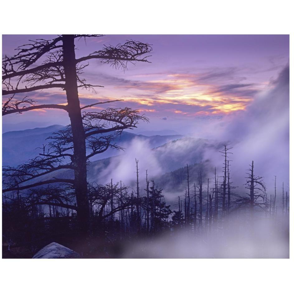 Rolling fog on Clingman's Dome, Great Smoky Mountains National Park, Tennessee-Paper Art-26&quotx20"