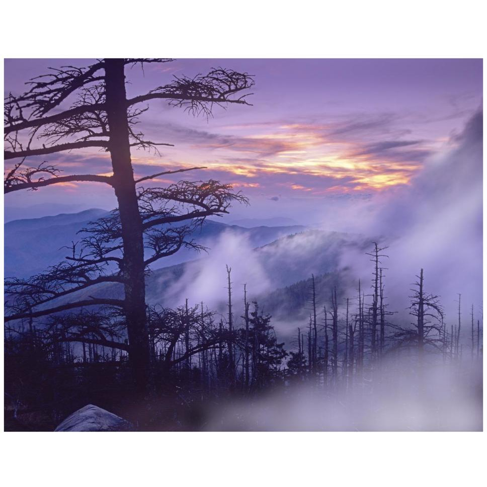Rolling fog on Clingman's Dome, Great Smoky Mountains National Park, Tennessee-Paper Art-42&quotx32"