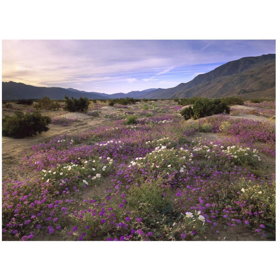 Sand Verbena and Primrose blooming, Anza-Borrego Desert State Park, California-Paper Art-26&quotx20"