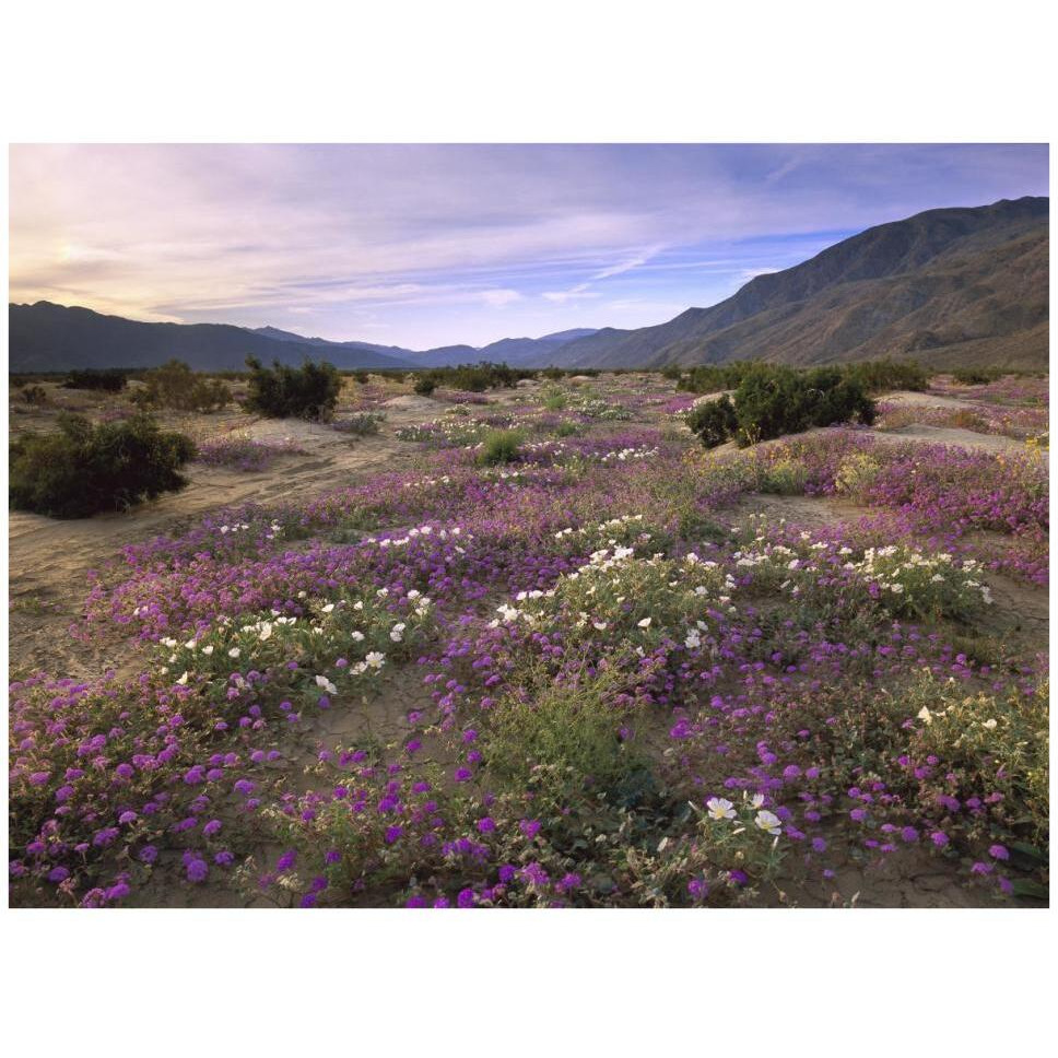 Sand Verbena and Primrose blooming, Anza-Borrego Desert State Park, California-Paper Art-42&quotx32"