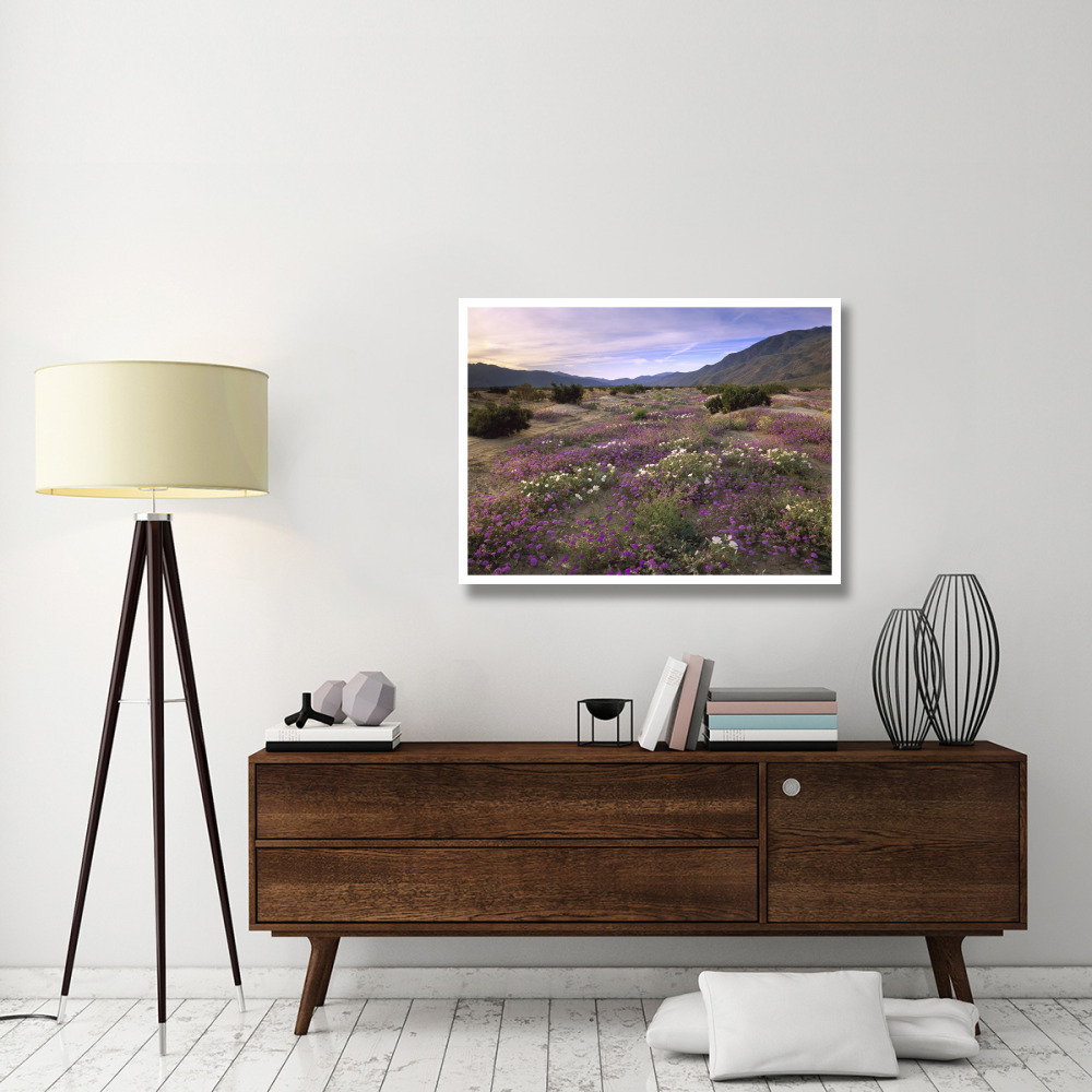 Sand Verbena and Primrose blooming, Anza-Borrego Desert State Park, California-Paper Art-42&quotx32"