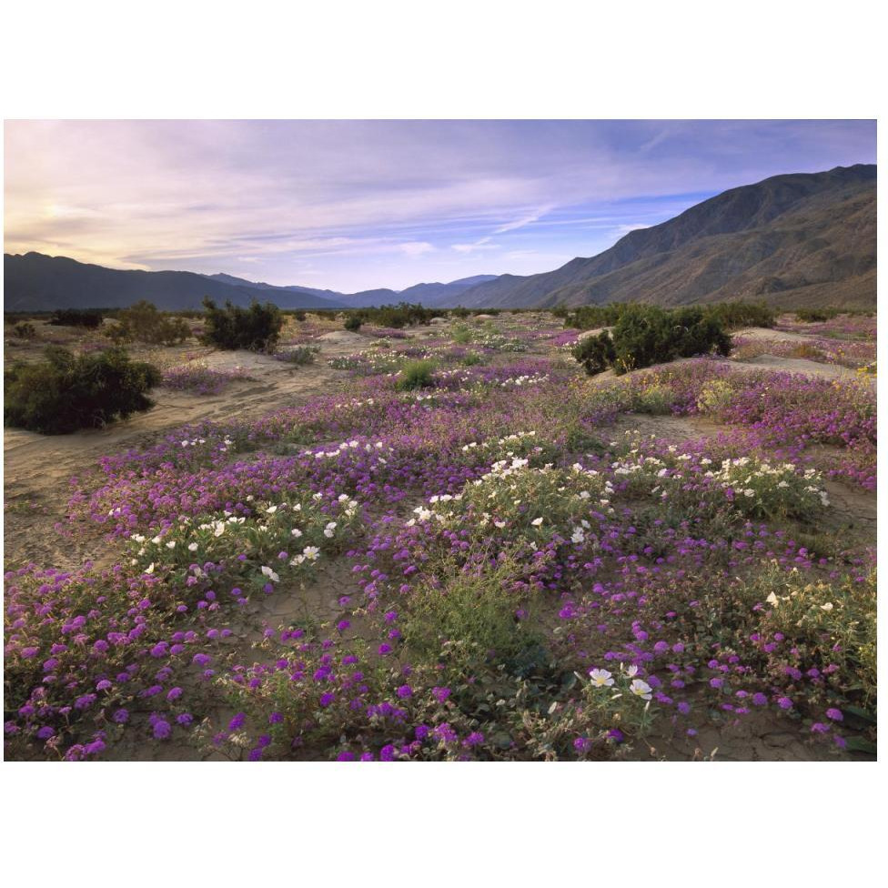 Sand Verbena and Primrose blooming, Anza-Borrego Desert State Park, California-Paper Art-50&quotx38"