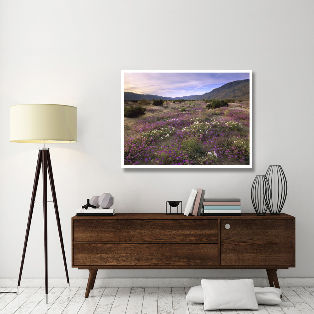 Sand Verbena and Primrose blooming, Anza-Borrego Desert State Park, California-Paper Art-50&quotx38"