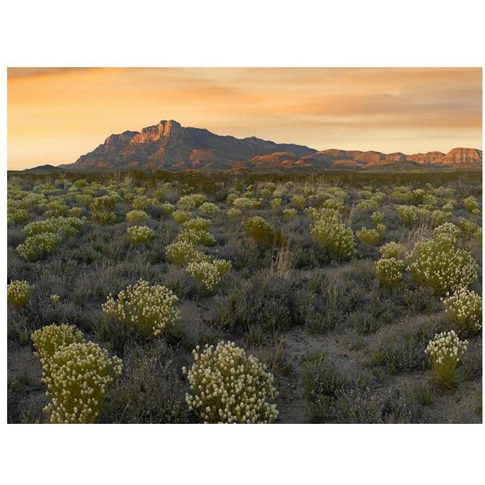 Pepperweed meadow beneath El Capitan, Guadalupe Mountains National Park, Texas-Paper Art-18&quotx14"