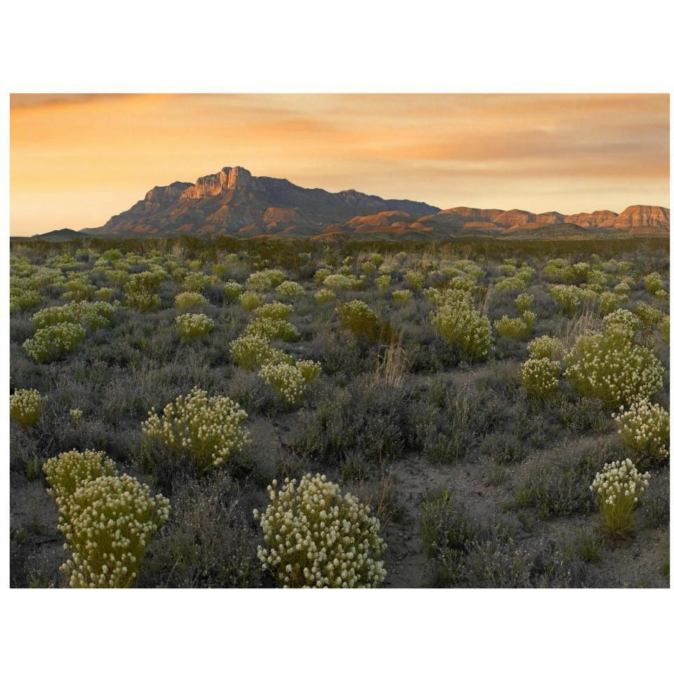Pepperweed meadow beneath El Capitan, Guadalupe Mountains National Park, Texas-Paper Art-34&quotx26"
