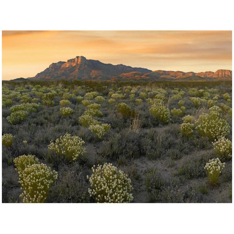 Pepperweed meadow beneath El Capitan, Guadalupe Mountains National Park, Texas-Paper Art-42&quotx32"