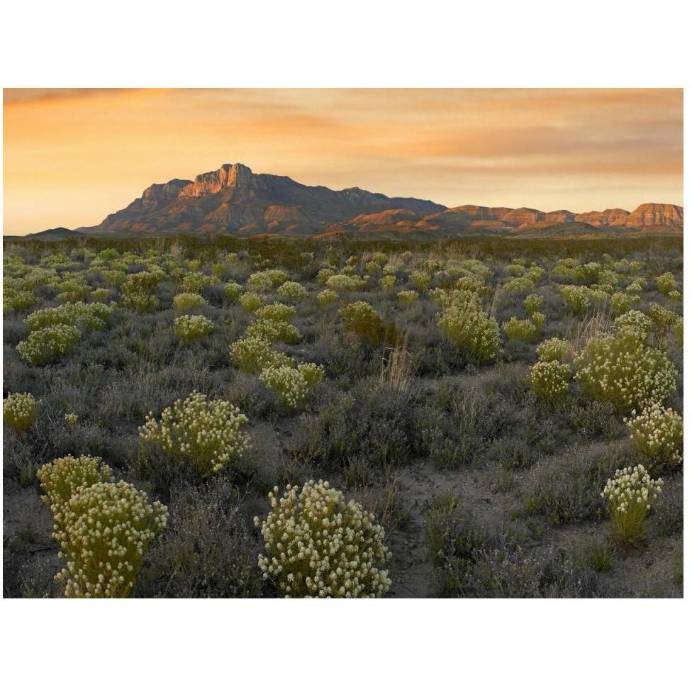 Pepperweed meadow beneath El Capitan, Guadalupe Mountains National Park, Texas-Paper Art-50&quotx38"