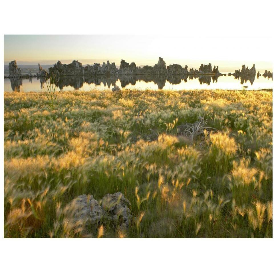 Squirreltail Barley and Tufa Towers silhouetted at dawn, Mono Lake, California-Paper Art-18&quotx14"