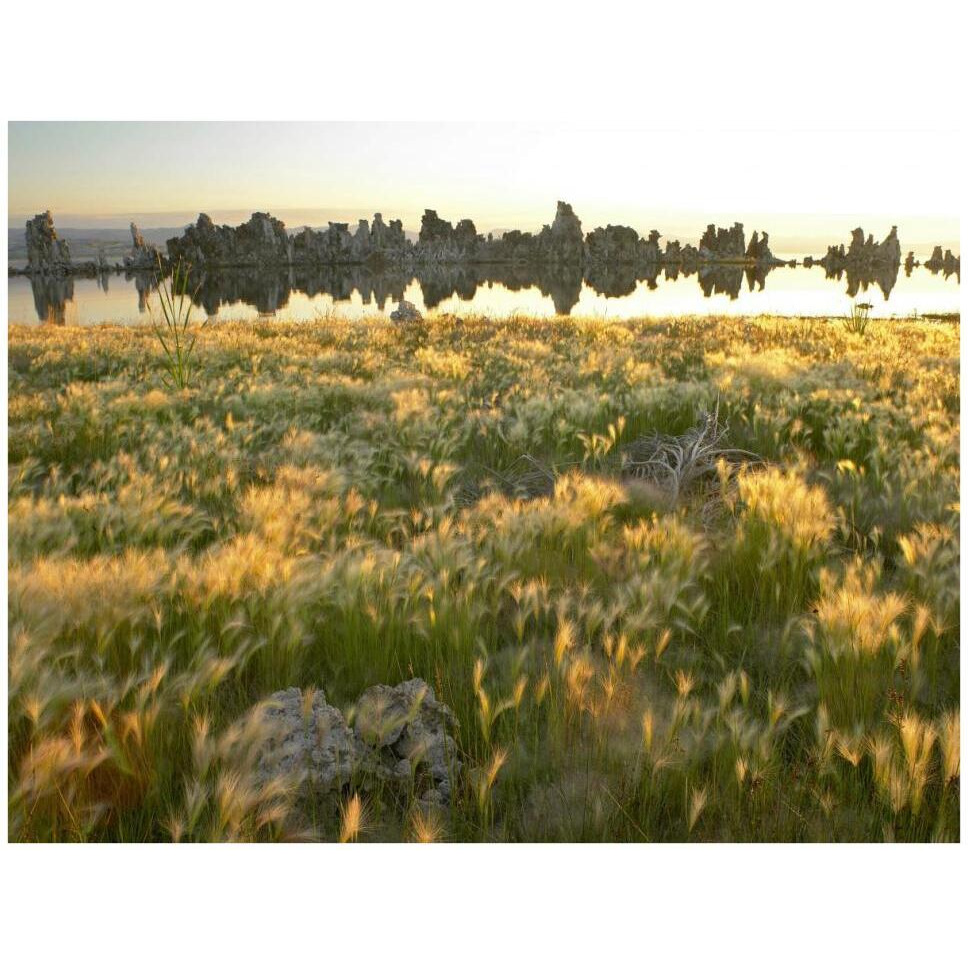 Squirreltail Barley and Tufa Towers silhouetted at dawn, Mono Lake, California-Paper Art-42&quotx32"