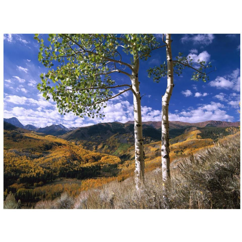 Aspen trees in fall-colors on Elk Mountains, Capitol Creek trailhead, Colorado-Paper Art-34&quotx26"