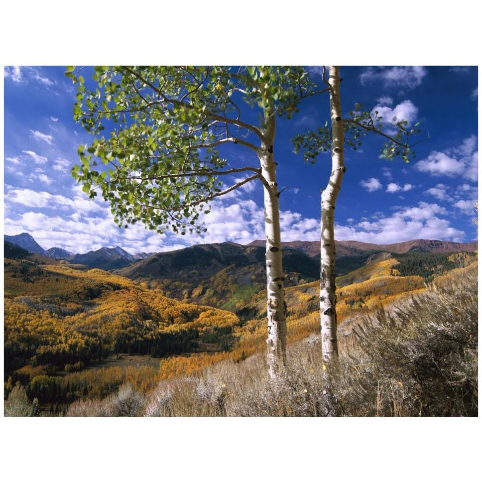 Aspen trees in fall-colors on Elk Mountains, Capitol Creek trailhead, Colorado-Paper Art-42&quotx32"