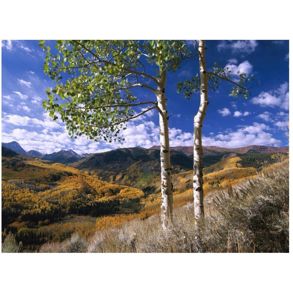 Aspen trees in fall-colors on Elk Mountains, Capitol Creek trailhead, Colorado-Paper Art-50&quotx38"