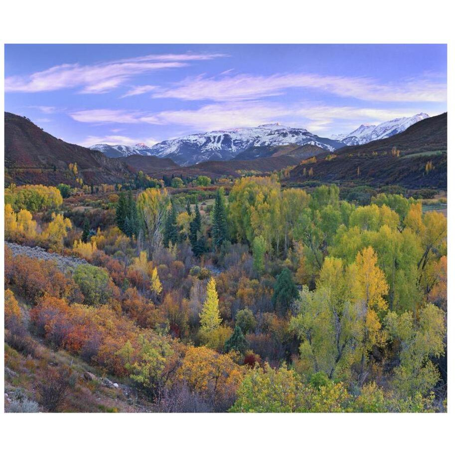 Quaking Aspen forest in autumn, Snowmass Mountain near Quaking Aspen, Colorado-Paper Art-18&quotx15.28"