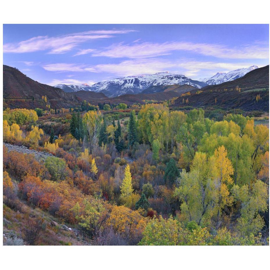 Quaking Aspen forest in autumn, Snowmass Mountain near Quaking Aspen, Colorado-Paper Art-24&quotx20.26"