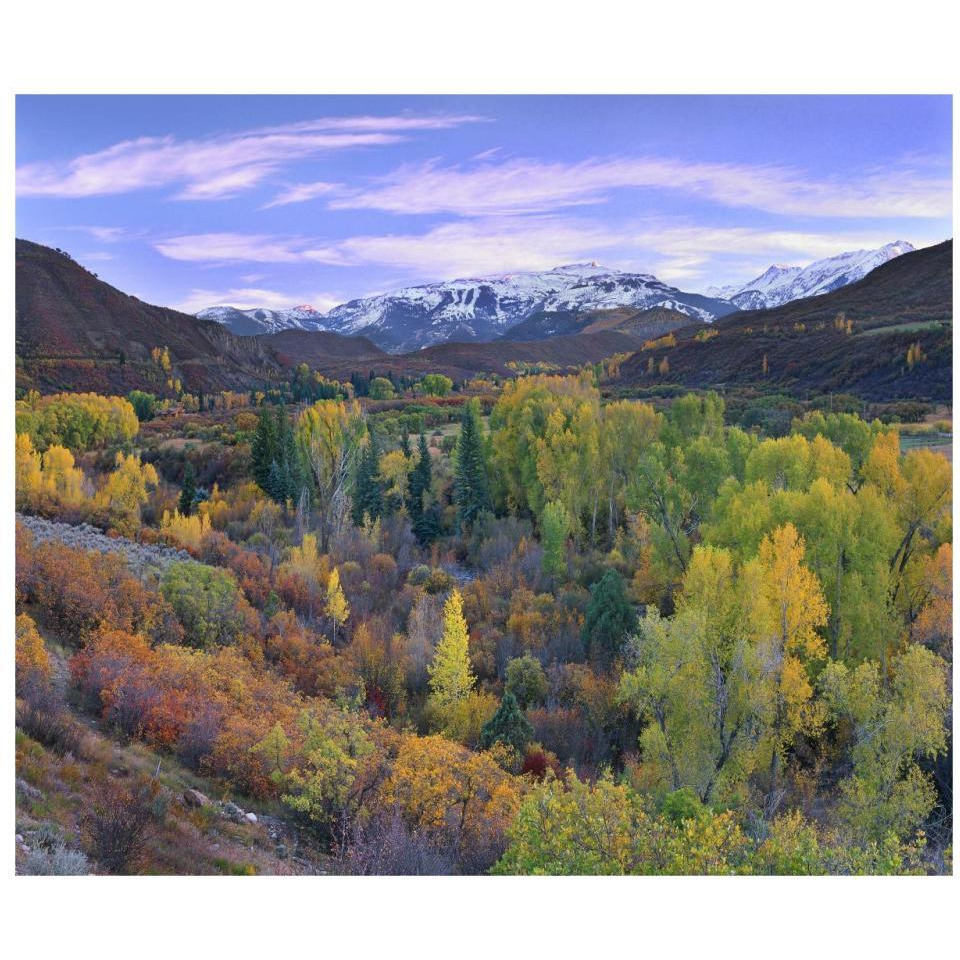 Quaking Aspen forest in autumn, Snowmass Mountain near Quaking Aspen, Colorado-Paper Art-32&quotx26.9"