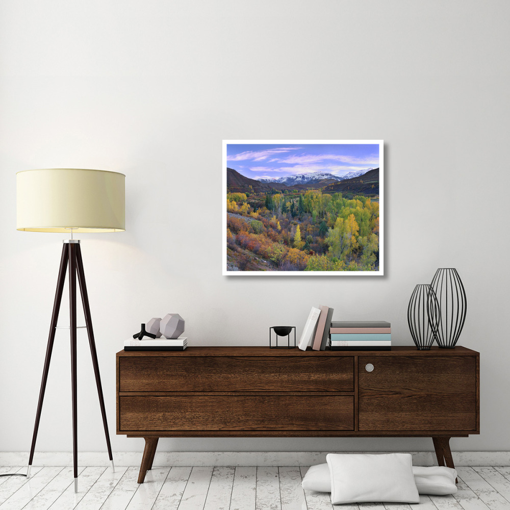 Quaking Aspen forest in autumn, Snowmass Mountain near Quaking Aspen, Colorado-Paper Art-38&quotx31.88"