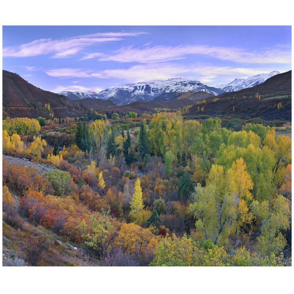 Quaking Aspen forest in autumn, Snowmass Mountain near Quaking Aspen, Colorado-Paper Art-42&quotx35.2"