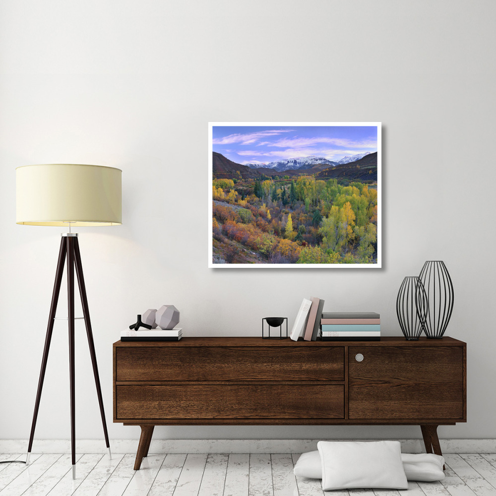Quaking Aspen forest in autumn, Snowmass Mountain near Quaking Aspen, Colorado-Paper Art-42&quotx35.2"