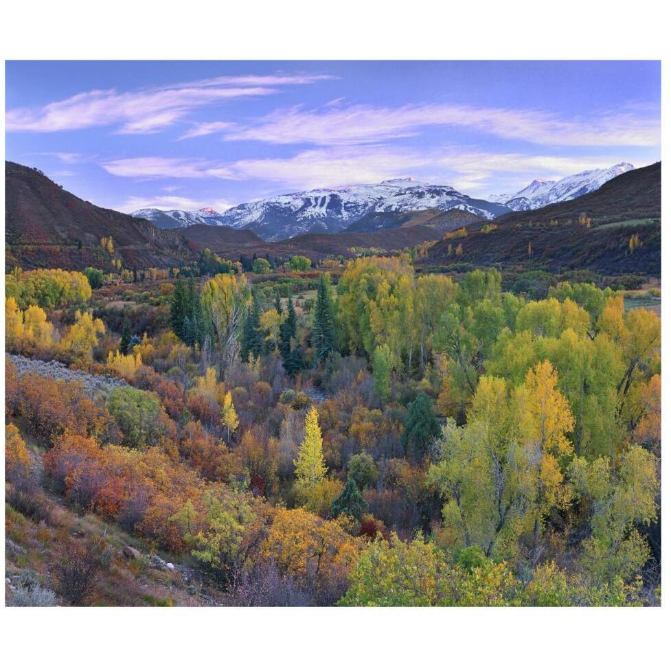 Quaking Aspen forest in autumn, Snowmass Mountain near Quaking Aspen, Colorado-Paper Art-46&quotx38.52"