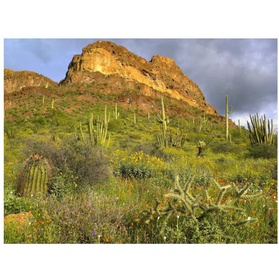 Organ Pipe Cactus Organ Pipe Cactus National Monument, Sonoran Desert, Arizona-Paper Art-18&quotx14"