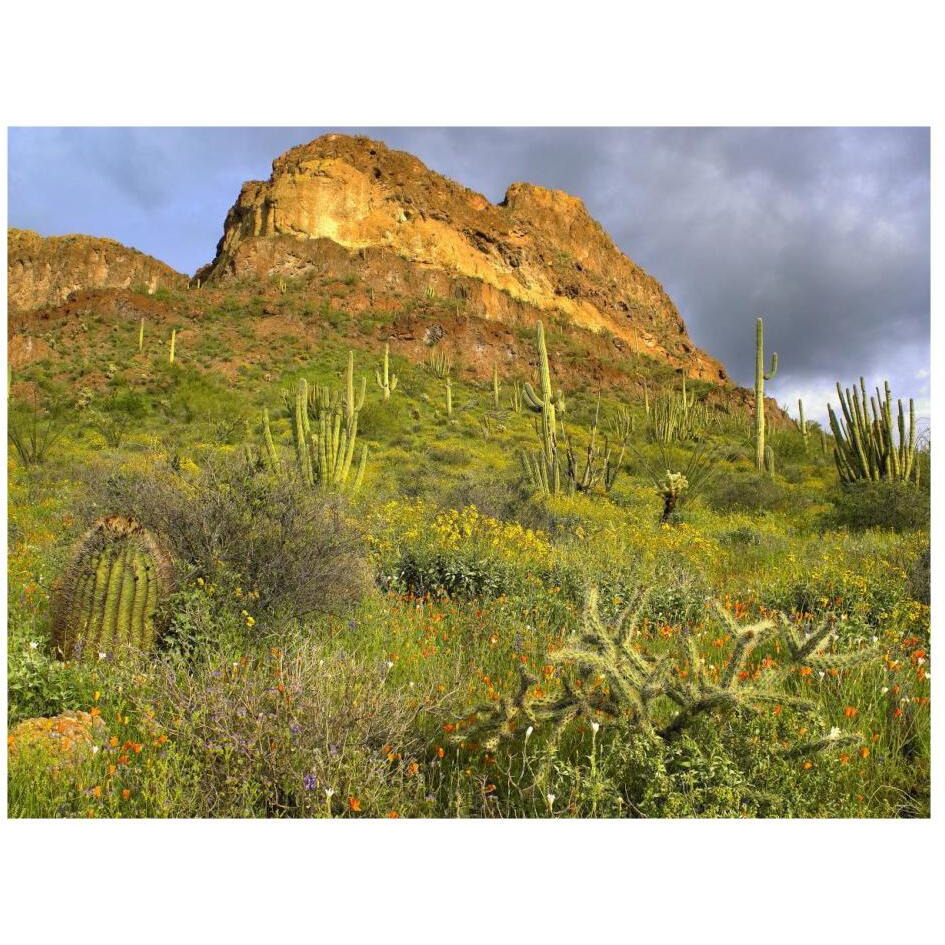 Organ Pipe Cactus Organ Pipe Cactus National Monument, Sonoran Desert, Arizona-Paper Art-26&quotx20"