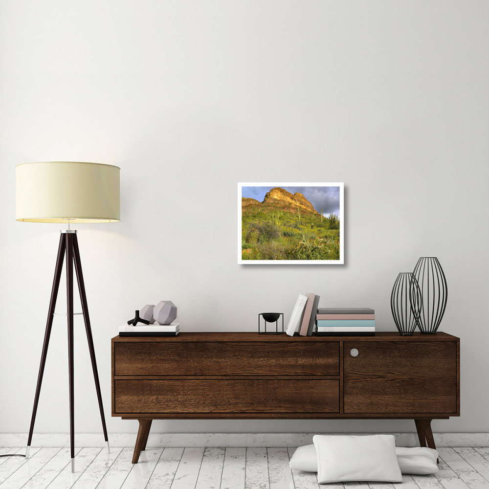 Organ Pipe Cactus Organ Pipe Cactus National Monument, Sonoran Desert, Arizona-Paper Art-26&quotx20"