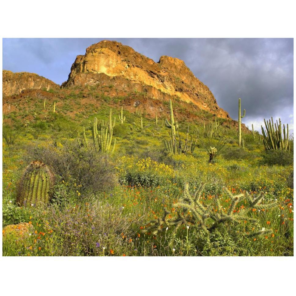Organ Pipe Cactus Organ Pipe Cactus National Monument, Sonoran Desert, Arizona-Paper Art-42&quotx32"