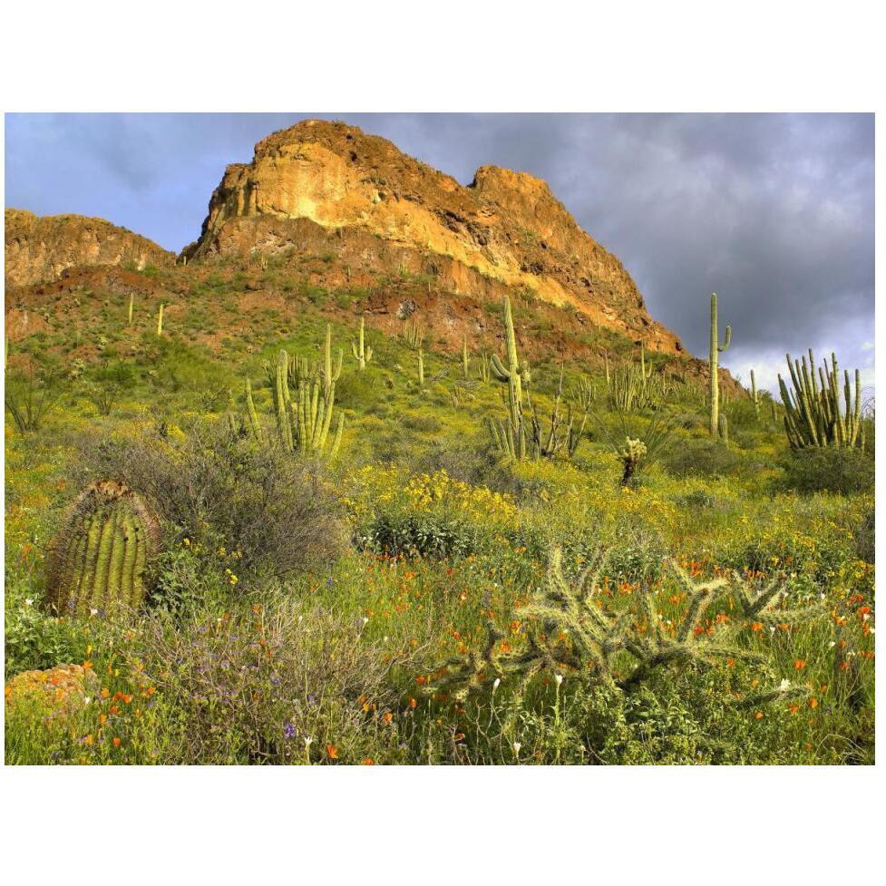 Organ Pipe Cactus Organ Pipe Cactus National Monument, Sonoran Desert, Arizona-Paper Art-50&quotx38"