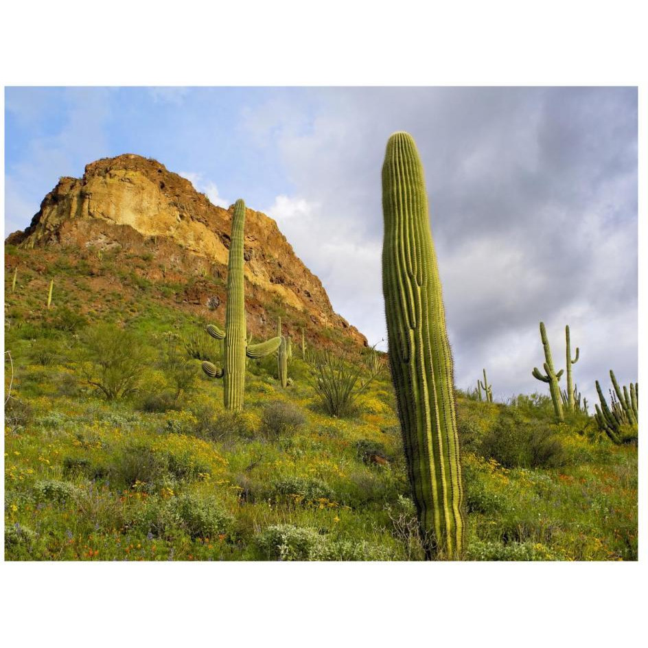 Organ Pipe Cactus Organ Pipe Cactus National Monument, Sonoran Desert, Arizona-Paper Art-26&quotx20"