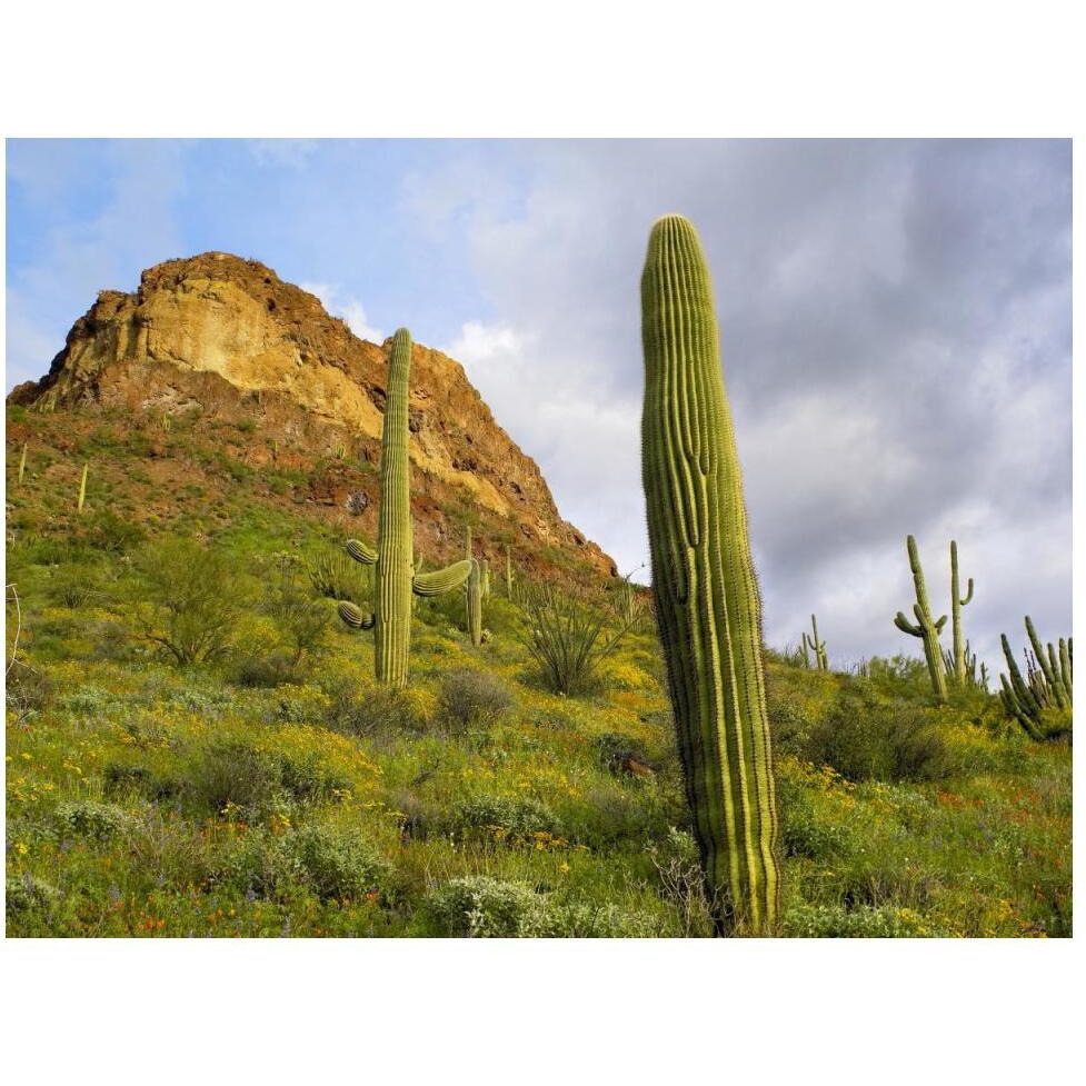 Organ Pipe Cactus Organ Pipe Cactus National Monument, Sonoran Desert, Arizona-Paper Art-50&quotx38"