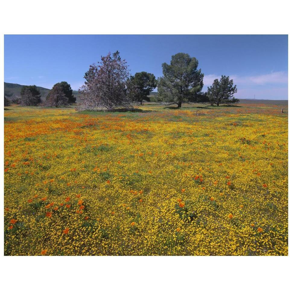 California Poppy and Eriophyllum flowers in field, Antelope Valley, California-Paper Art-18&quotx14"