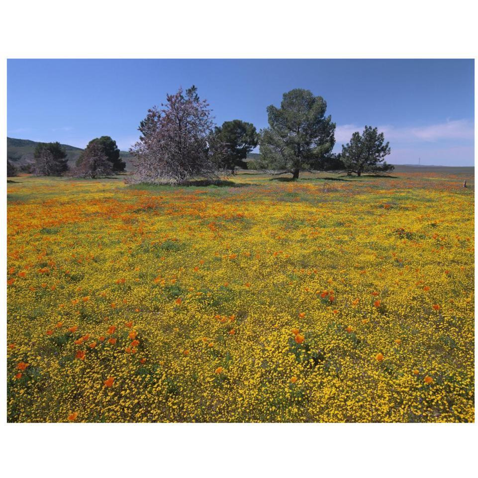 California Poppy and Eriophyllum flowers in field, Antelope Valley, California-Paper Art-34&quotx26"