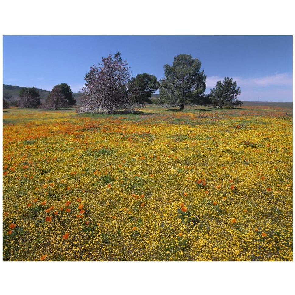 California Poppy and Eriophyllum flowers in field, Antelope Valley, California-Paper Art-42&quotx32"