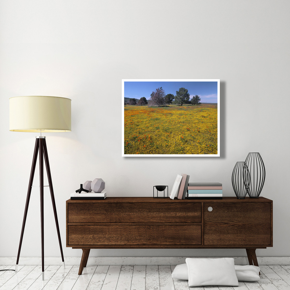 California Poppy and Eriophyllum flowers in field, Antelope Valley, California-Paper Art-42&quotx32"