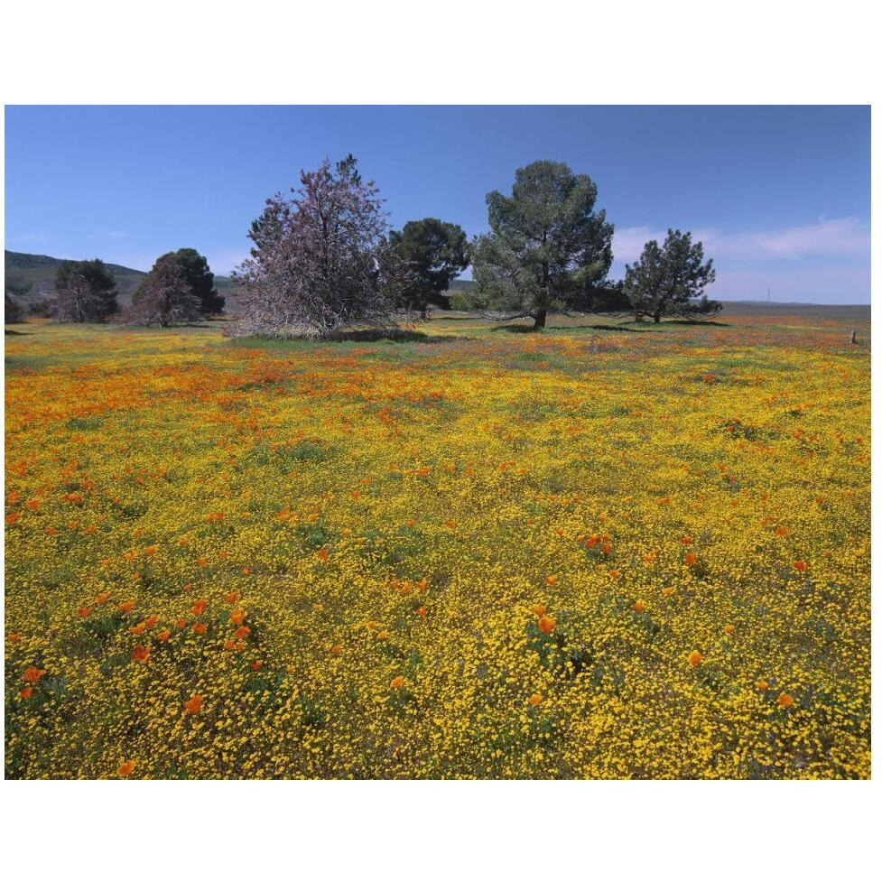California Poppy and Eriophyllum flowers in field, Antelope Valley, California-Paper Art-50&quotx38"